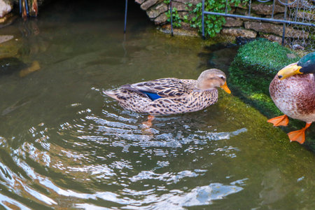 Male and female mallard ducks  Swimming in Pond.の写真素材