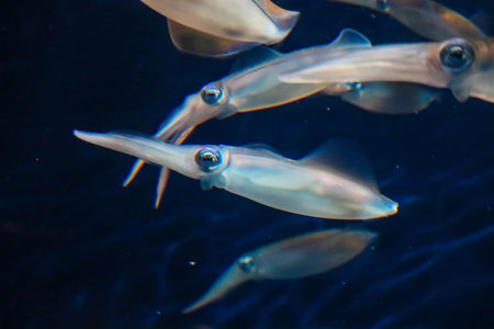 squid with colorful eyes swimming in waterの写真素材