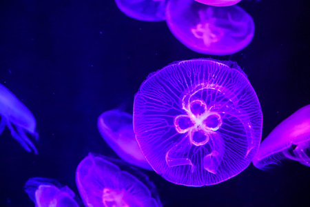 Jellyfish swimming in the big aquarium.の写真素材