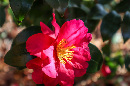 Camellia sasanqua, with common name sasanqua camelliaの写真素材