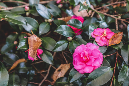 Camellia sasanqua, with common name sasanqua camelliaの写真素材