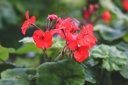 Close-Up of Bright Red Blossoms with Water Droplets Amidst Lush Foliage
