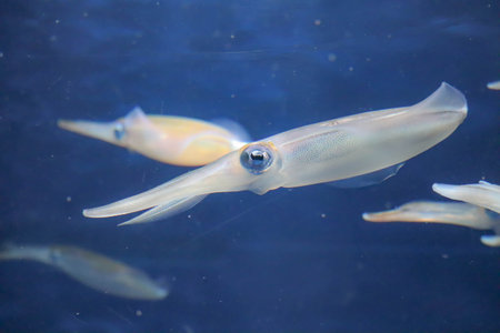 squid with colorful eyes swimming in waterの写真素材