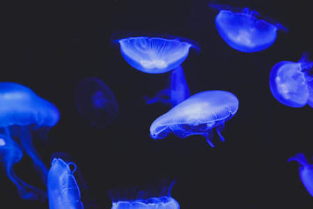 à¹Jellyfish swimming in the big aquarium.の写真素材