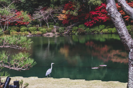 Tranquil Japanese Garden Scene with Vibrant Fall Foliage and Still Watersの写真素材