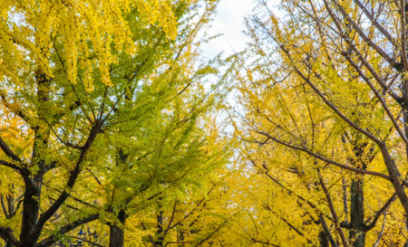 Bright yellow leaves of a ginkgo biloba tree in an urban situationの写真素材