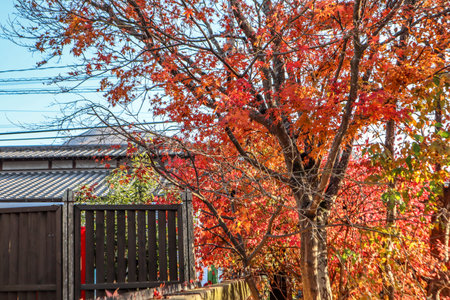 Scenic Fall Landscape with Red and Orange Maple Leavesの写真素材