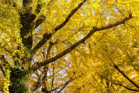 Bright yellow leaves of a ginkgo biloba tree in an urban situation