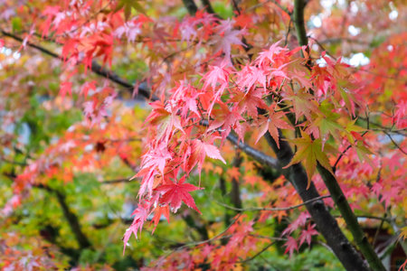 Maple leaf in fall season when sunshine in the park in Japan