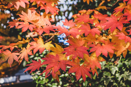 Maple leaf in fall season when sunshine in the park in Japanの写真素材