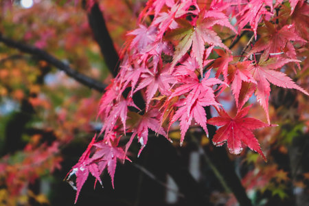 Maple leaf in fall season when sunshine in the park in Japanの写真素材