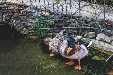 Male and female mallard ducks  Swimming in Pond.の写真素材