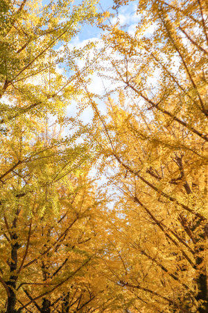 Bright yellow leaves of a ginkgo biloba tree in an urban situationの写真素材