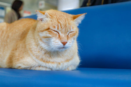 A cute Orange Cat sleeping on the Blue Chairの写真素材