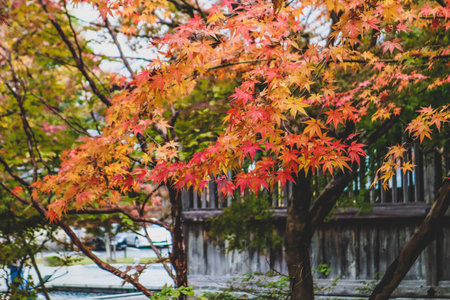 Maple leaf in fall season when sunshine in the park in Japanの写真素材
