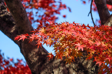 Maple leaf in fall season when sunshine in the park in Japanの写真素材