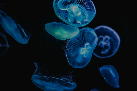 Jellyfish swimming in the big aquarium.の写真素材