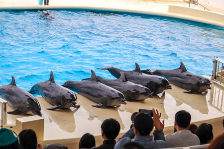 Dolphins leaning out of the water in a poolの写真素材
