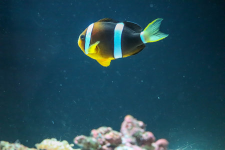 Colorful Tropical Clownfish Exploring a Coral Reef Environmentの写真素材