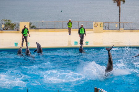 Dolphins performing at a seaside aquariumの写真素材