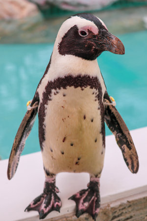 Portrait of funny African penguin at close upの写真素材