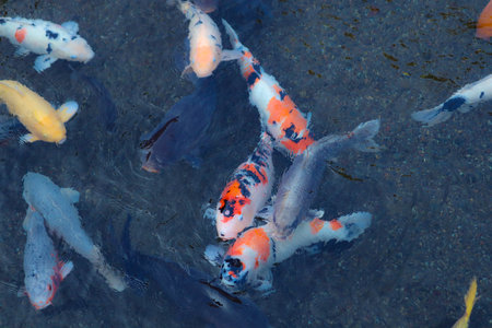 Vibrant Japanese Koi Carp in a Peaceful Zen Garden Poolの写真素材