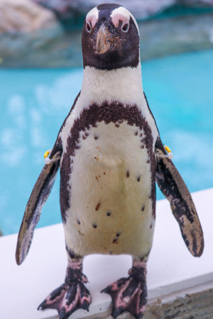 Portrait of funny African penguin at close upの写真素材