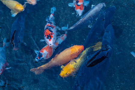 Vibrant Japanese Koi Carp in a Peaceful Zen Garden Pool