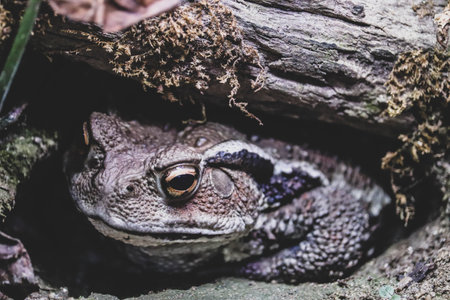 Wild Toad Sheltered Under Mossy Wood in Natural Habitatの写真素材
