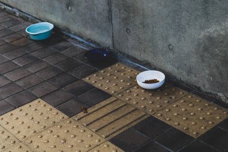 Plastic Bowls of Cat Food on Public Sidewalk Pathの写真素材