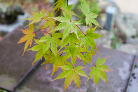 Maple leaf in fall season when sunshine in the park in Japanの写真素材