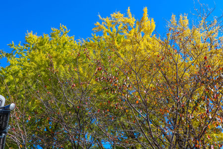 Bright yellow leaves of a ginkgo biloba tree in an urban situationの写真素材