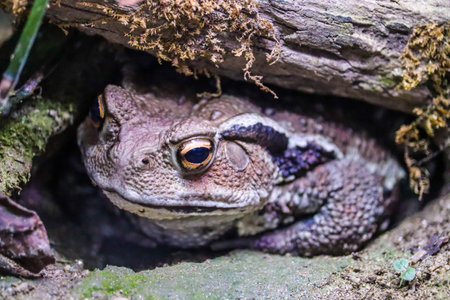 Close-Up of a Toad Hiding Beneath a Log in the Forestの写真素材