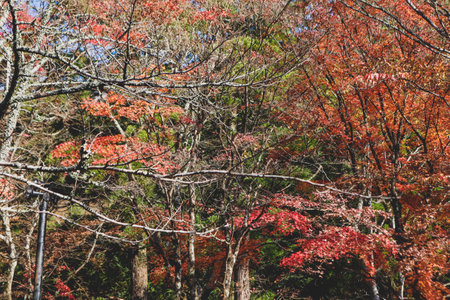 Maple leaf in fall season when sunshine in the park in Japan