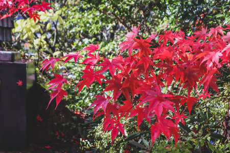 Maple leaf in fall season when sunshine in the park in Japanの写真素材