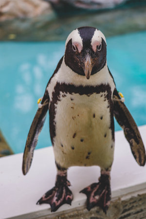 Portrait of funny penguin at close upの写真素材