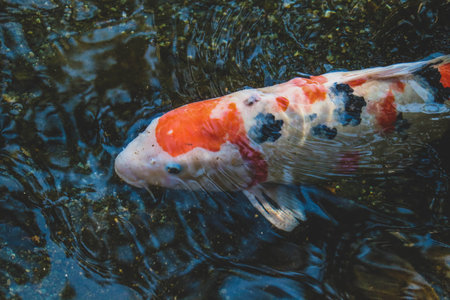 Vibrant Japanese Koi Carp in a Peaceful Zen Garden Poolの写真素材