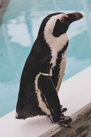 Portrait of funny African penguin at close upの写真素材
