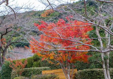 Maple leaf in fall season when sunshine in the park in Japanの写真素材