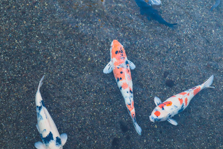 vibrant Japanese Koi Carp in a Peaceful Zen Garden Poolの写真素材