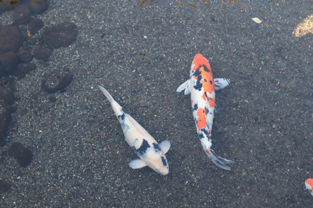 Vibrant Japanese Koi Carp in a Peaceful Zen Garden Poolの写真素材