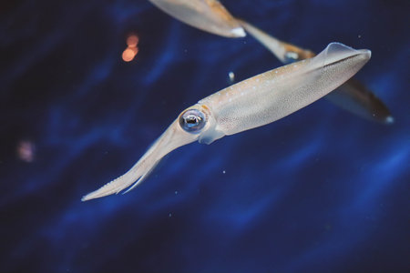 squid with colorful eyes swimming in waterの写真素材
