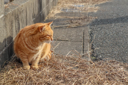 Cats on the street of famous Aoshima Japanese cat islandの写真素材