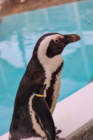Portrait of funny penguin at close upの写真素材
