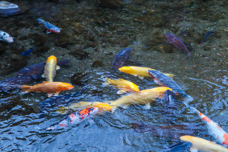 Vibrant Japanese Koi Carp in a Peaceful Zen Garden Poolの写真素材