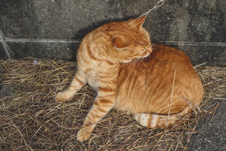 Cats on the street of famous Aoshima Japanese cat islandの写真素材