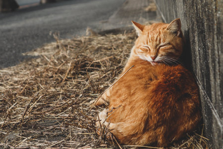 Cats on the street of famous Aoshima Japanese cat islandの写真素材