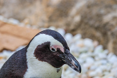 portrait of funny penguin at close upの写真素材