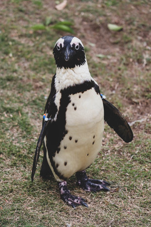 Portrait of funny African penguin at close upの写真素材