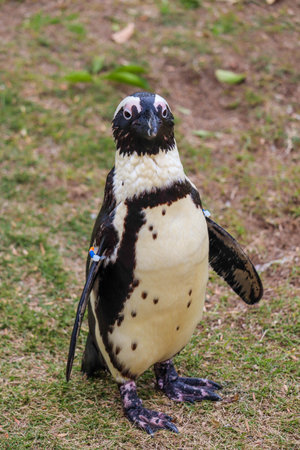 Portrait of African penguin at close upの写真素材